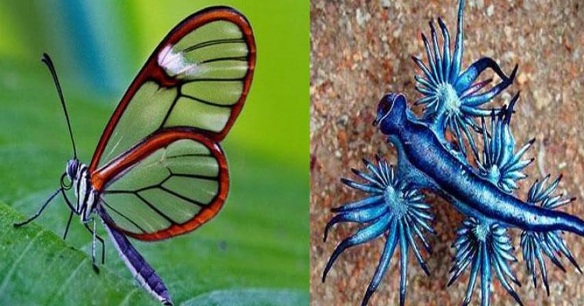 10 Most Unique Animal Species You Won’t Believe Exist Today