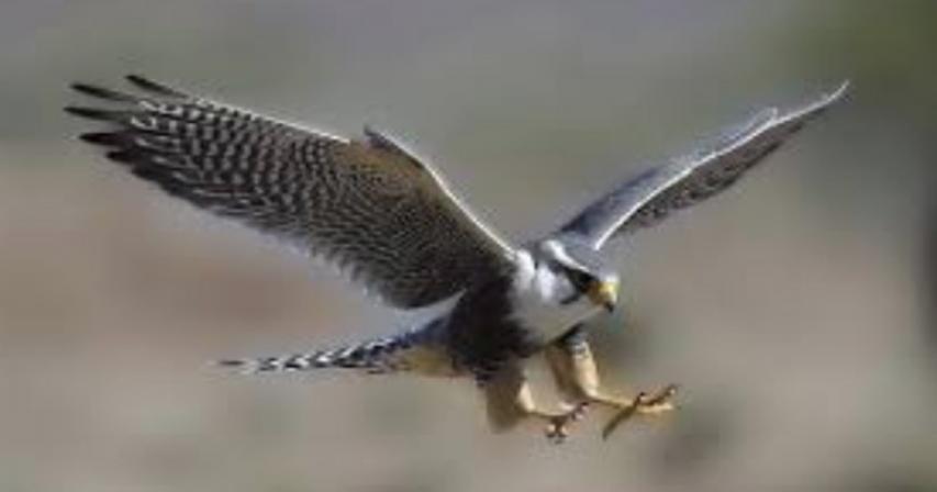 Falcon : National Bird of Saudi Arabia
