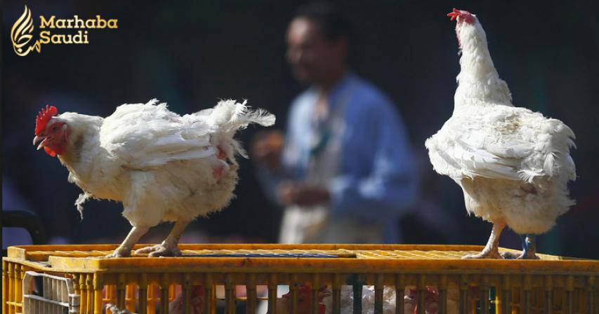 Saudi Arabia bans poultry imports from Nepal over bird flu
