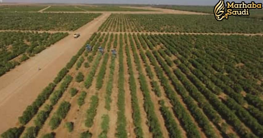 Saudi Arabia's Largest olive Plantation registered a record in Guinness world record