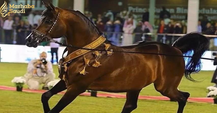 Saudi Arabia and the love of the Arabian horse
