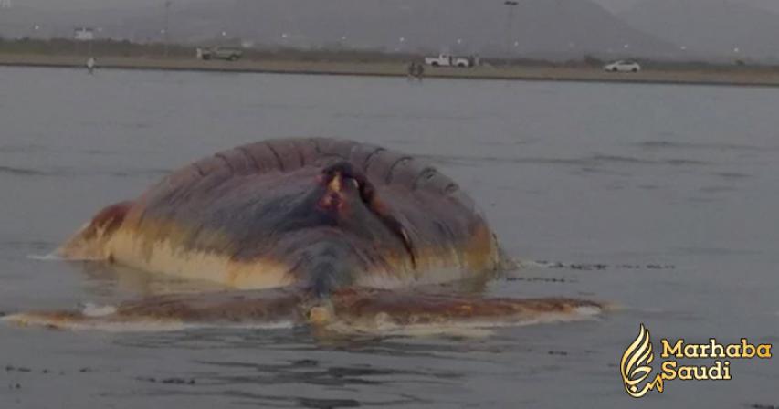 Dead whale found on Asir beach in Saudi Arabia