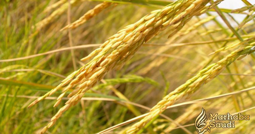 Indian rice exports to Saudi boosted by quality checks agreement