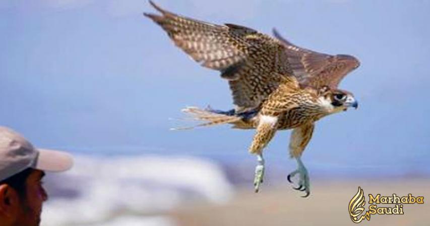 Riyadh to host first ever Saudi falconry exhibition