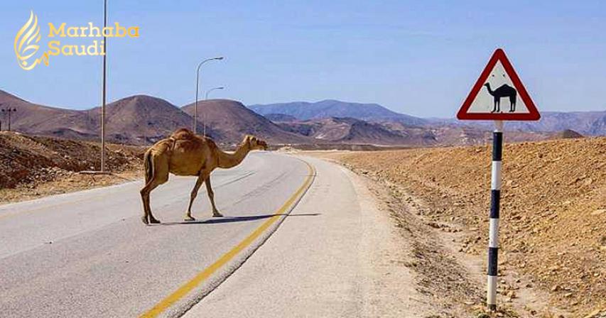 7 Tips to avoid Car Accidents involving Camels in Saudi Arabia