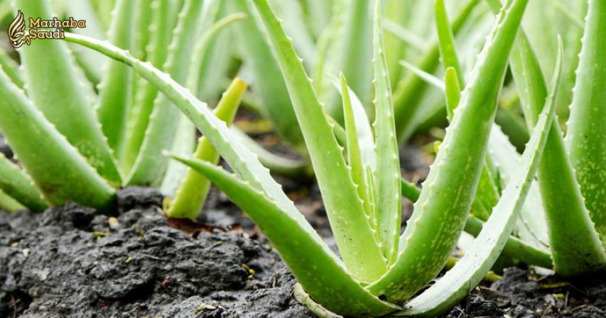 Aloe Vera the Killer of Fat Deposits, It Cures Over 50 Diseases
