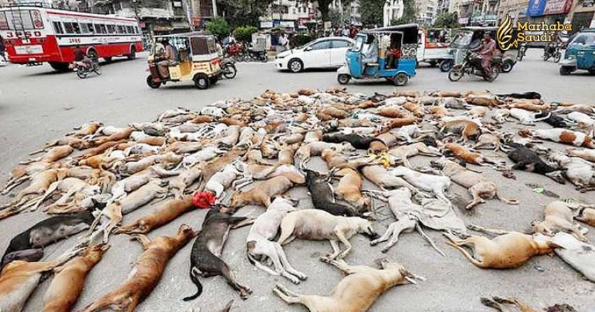 Is it permissible to kill stray dogs in Islam?
