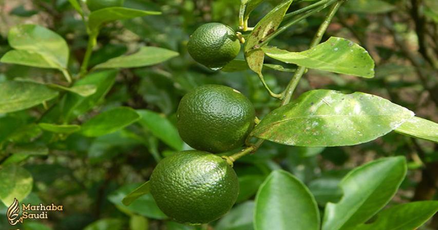 Calamansi fruit from the Philippines found to be a powerful anticancer food
