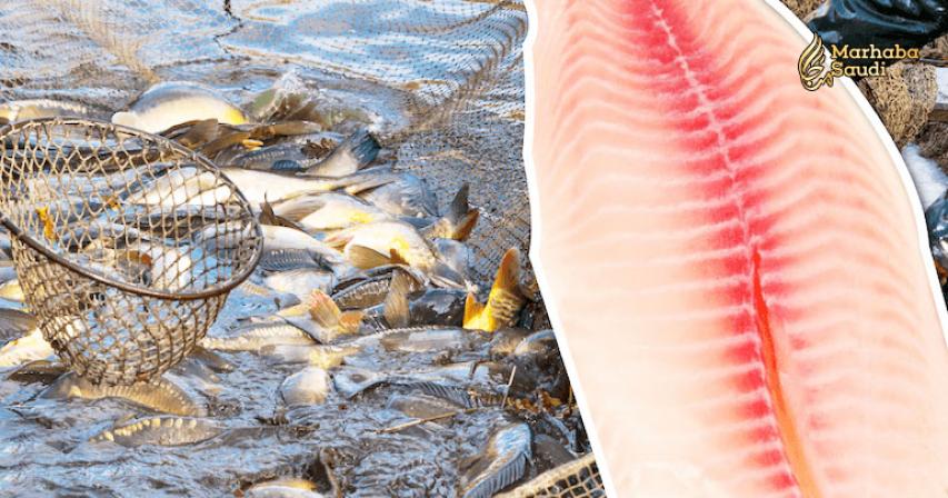 Why is Tilapia so Unhealthy? 7 Reasons To Stop Eating Farm-Raised Fish