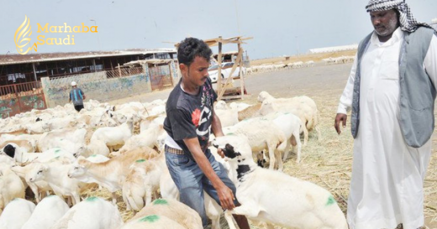 More than a million ‘sacrificial’ animals ready for Hajj