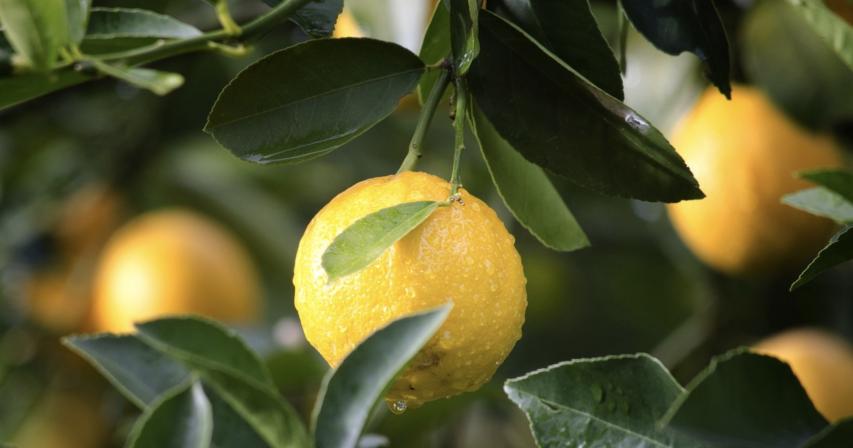 Five Reasons Why You Should Include Lemons In Your Diet