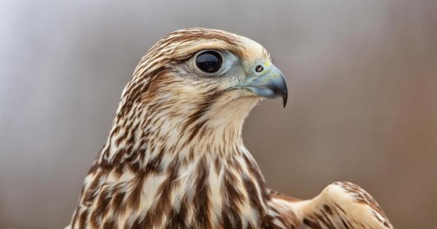 Saudi wildlife center to issue falcon passports online