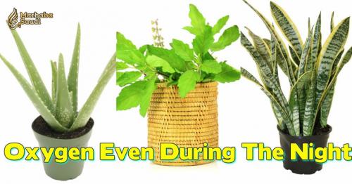 Plants Which Give Out Oxygen Even During The Night