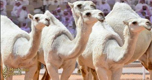 Saudi Camels Federation opens registration for  Crown Prince Camel Festival