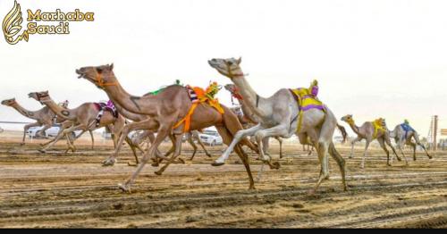 The Saudi Crown Prince Camel Festival celebrates the region’s most popular export