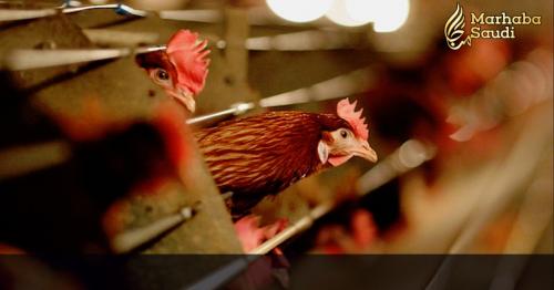 Saudi Arabia Ban On Malaysian Poultry Import over bird flu fears