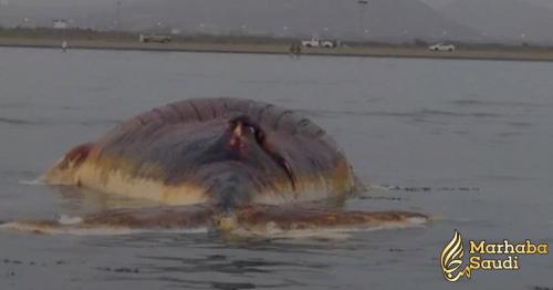 Dead whale found in Saudi Arabia beach