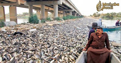 Thousands of carp die in mysterious circumstances in Iraq