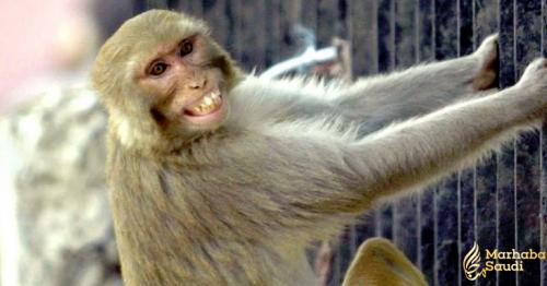 Monkey kills baby boy in India's Agra