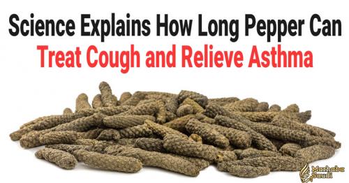 Science Explains How Long Pepper Can Treat Cough and Relieve Asthma