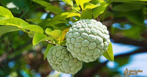 7 Proven Health Benefits Of Custard Apple