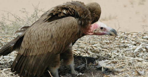 500 million birds migrate through Saudi Arabia every year