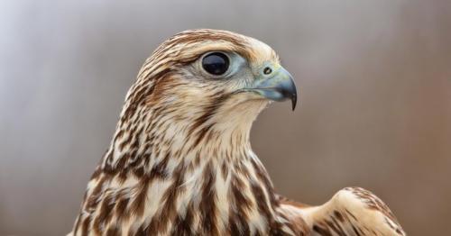 Saudi wildlife center to issue falcon passports online